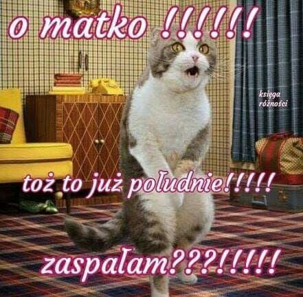 Dzień dobry kochane prawuski🇵🇱❤️🇵🇱