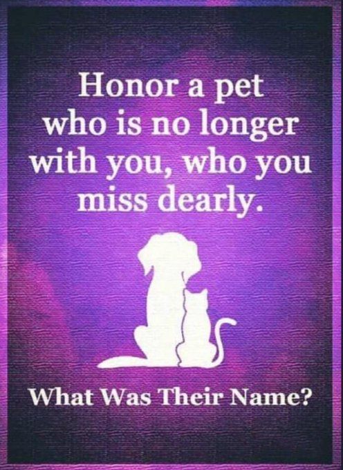 𝕏 Dogs tweet media