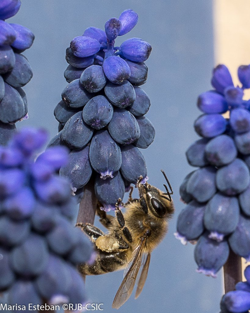 REAL JARDÍN BOTÁNICO tweet media