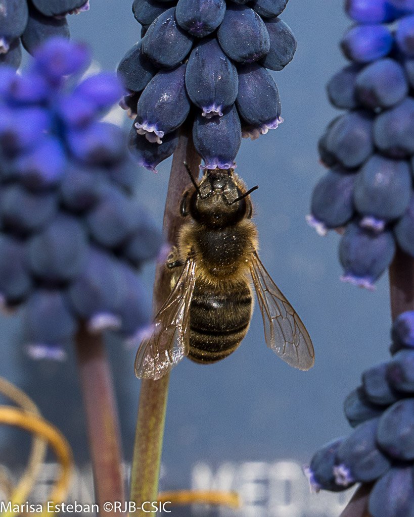 REAL JARDÍN BOTÁNICO tweet media