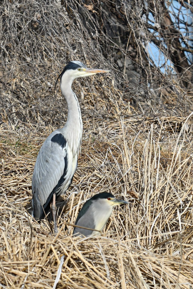 無事に申告も終わったので、やっと心置きなくサギ活ができる