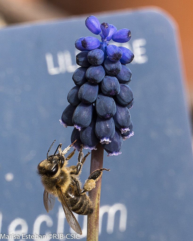 REAL JARDÍN BOTÁNICO tweet media