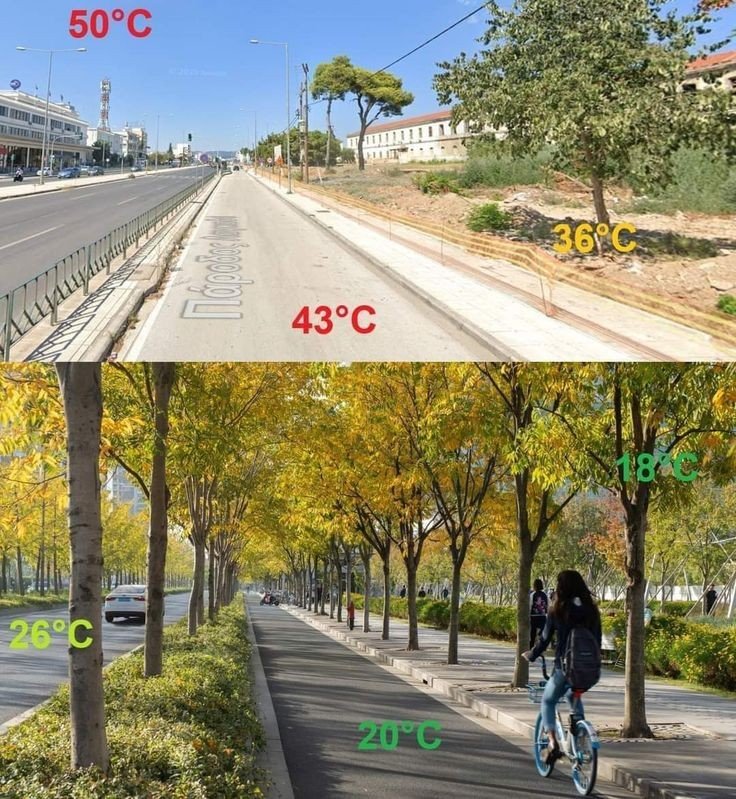 Hot Humid Countries In a hot, humid country like India, BABUS think planting trees is ...