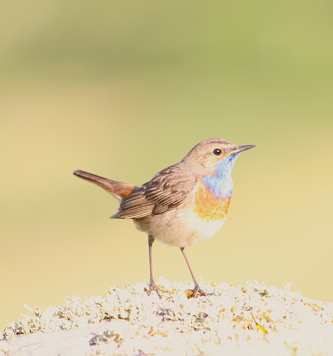 Ana Díez Trello tweet media