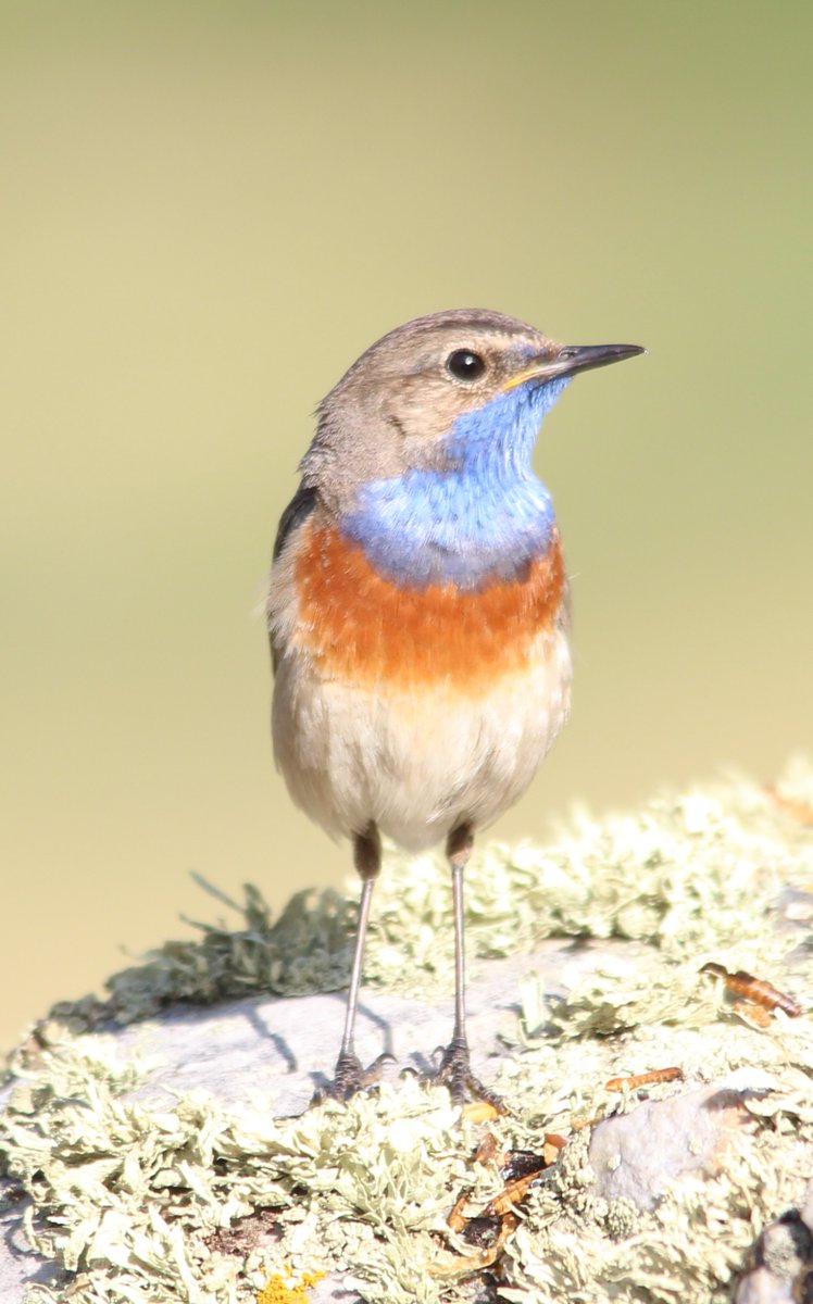 Ana Díez Trello tweet media