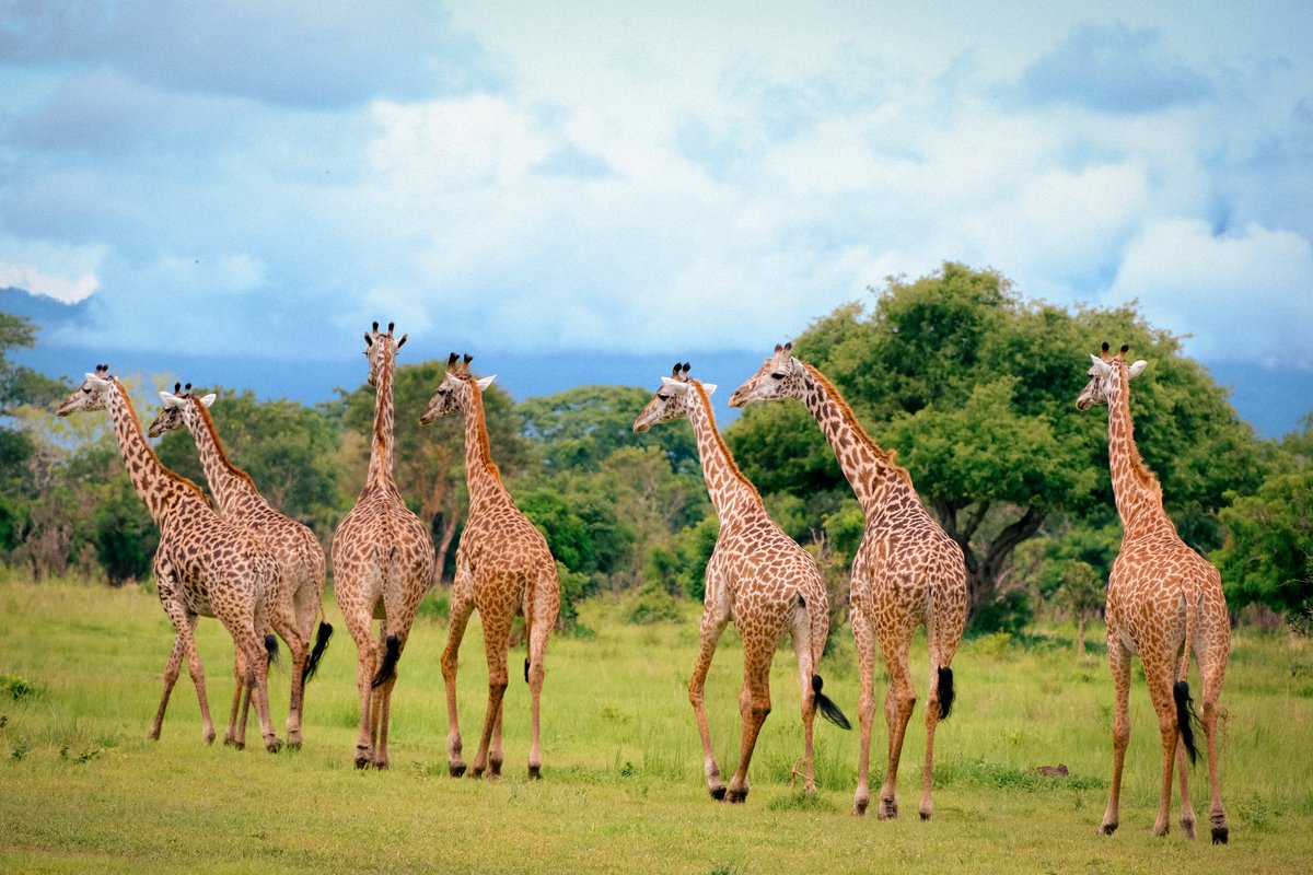 ColdBrewStew's tweet photo. Giraffes in Mikumi National Park, Tanzania
#giraffe #tanzania #mikumi #fujifilm #fujifeed #fujixseries https://t.co/Mgj7aC4rS1
