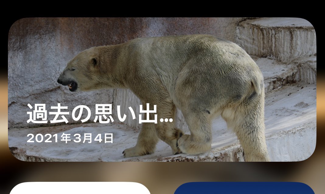 くまとねこ (@bear_87cat) / Posts / X