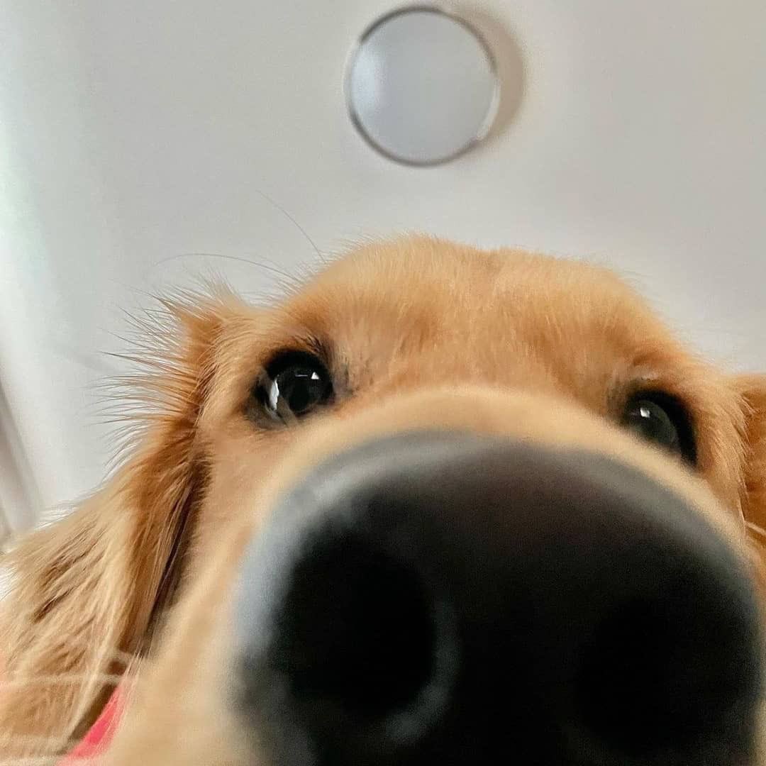 everything dogs 🐶 (@everythingdogss) on Twitter photo 