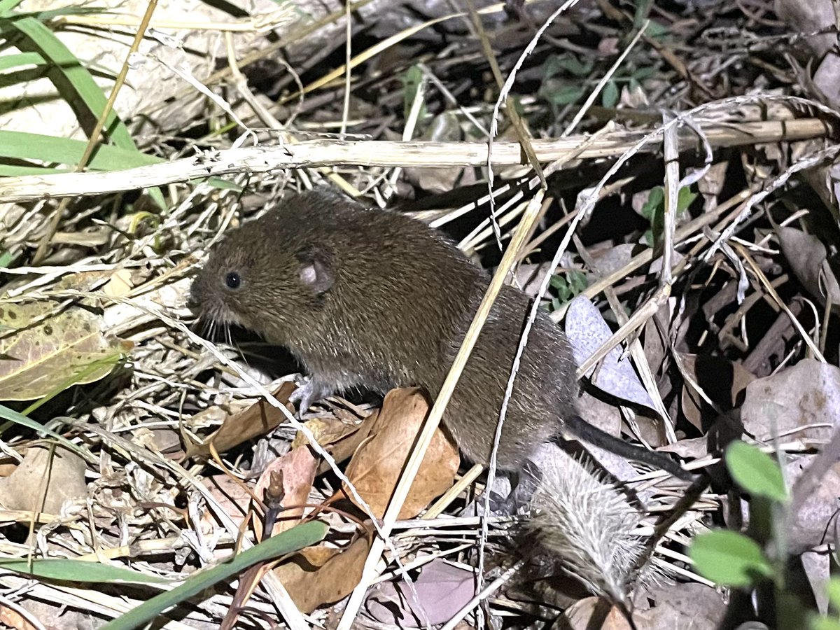 手足と尾が短い変わったネズミがいた。