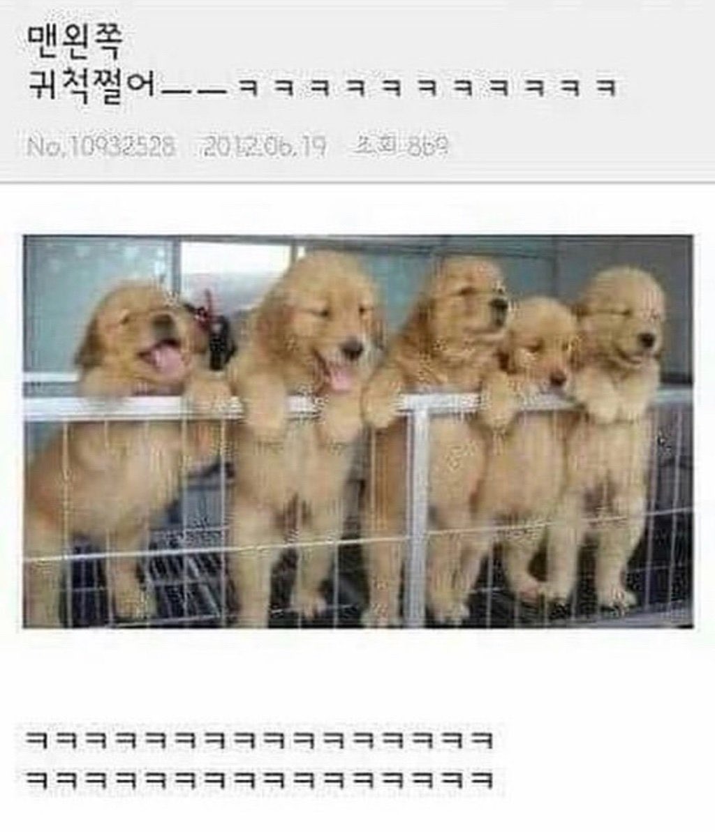 imyourhanghae's tweet photo. 팀코막내신지아상태: 아기강아지 https://t.co/T6Cxn1Nhed