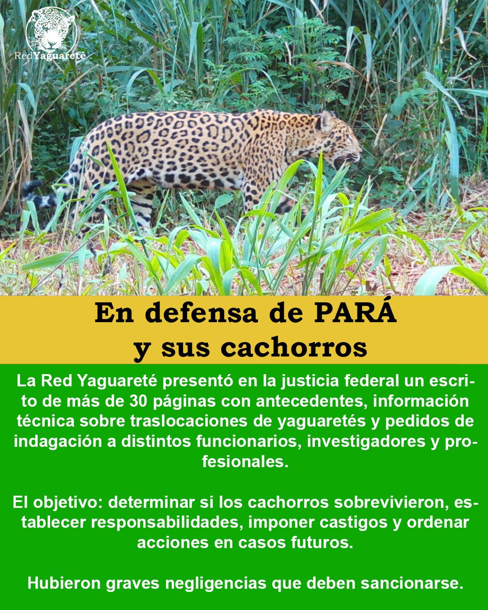 CASO YAGUARETÉ "PARÁ" Y SUS CACHORROS.

La Red Yaguareté presentó ante la FISCALÍA FEDERAL AMBIENTAL (Ufima), un escrito de más de 30 páginas con:

1) antecedentes históricos de situaciones de conflictos yaguareté y poblados en Misiones,

2) traslocaciones fallidas de yaguaretés