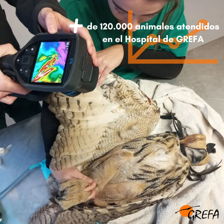 GREFA_Fauna's tweet photo. ¡MÁS DE 120.000 VIDAS SALVADAS! 🦅🧡
En #GREFA ya hemos atendido a 120.000 animales (7.000 solo en 2025). Detrás de cada cifra hay una historia de libertad que tú haces posible.
¿Nos ayudas a seguir sumando?
👉 APADRINA AQUÍ: https://t.co/HmAlxdgcpX https://t.co/WYLc7kW7H0