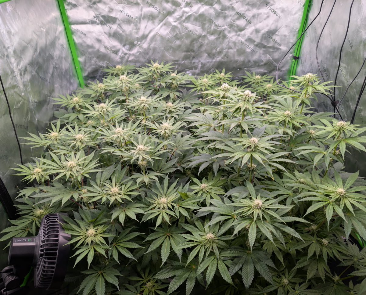 Hir3ling tweet media