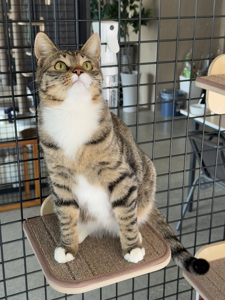 갠적으로 넘 좋아하는 통고 ..! 
넘넘 잘생긴 정석의 고등어 ! 
넘나 개냥이야 ㅠ 

#동물보호단체라이프 #사지말고입양하세요