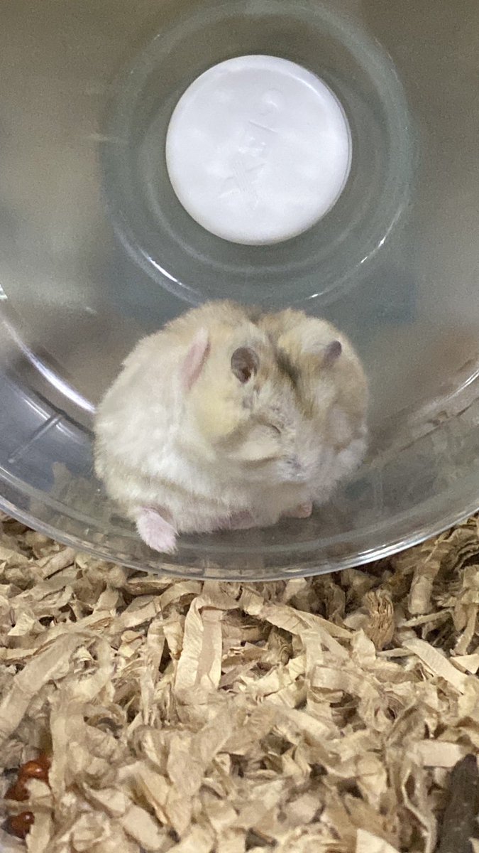 いも団子 tweet media