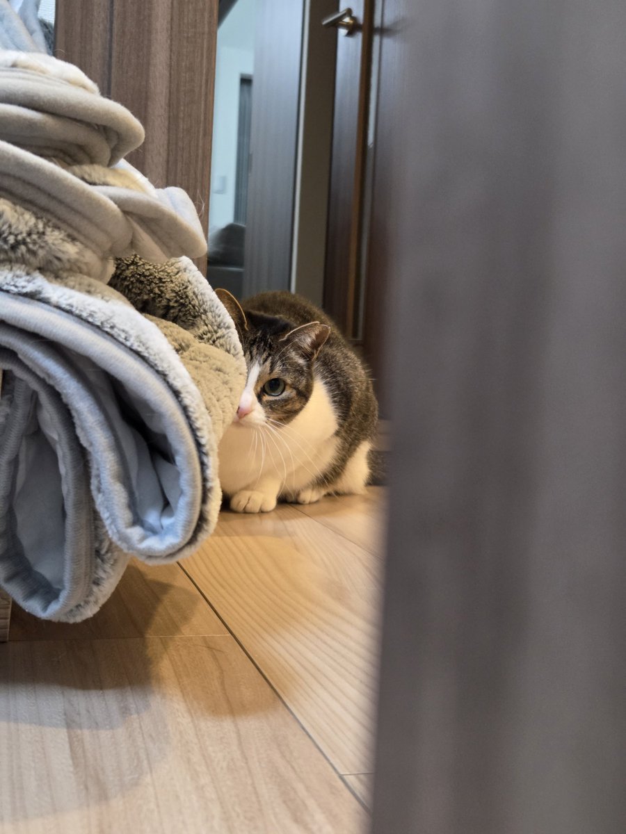 上手に隠れています。