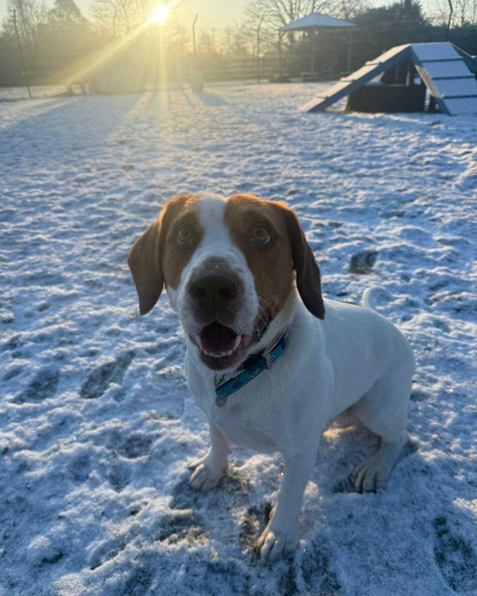 Affectionate little Coco has been waiting for a home for 74 days. 💔

She loves adventuring on walks with her people, as well as snuggling up on the sofa or in your lap!

Could you be the one to give Coco the cuddles she's hoping for? Meet her here👉 bit.ly/3MEyg5B