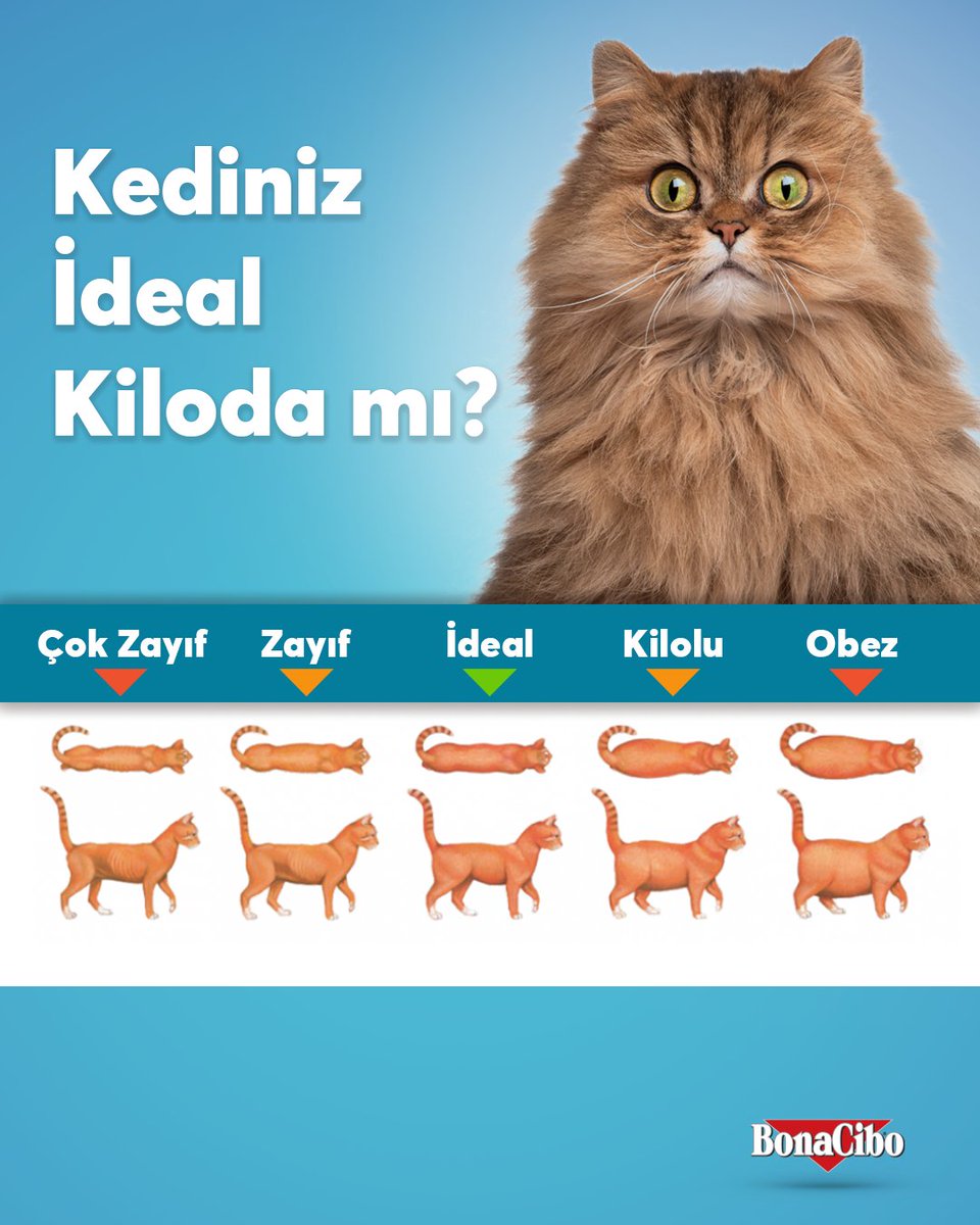 Bonacibo Cat & Dog Food tweet media