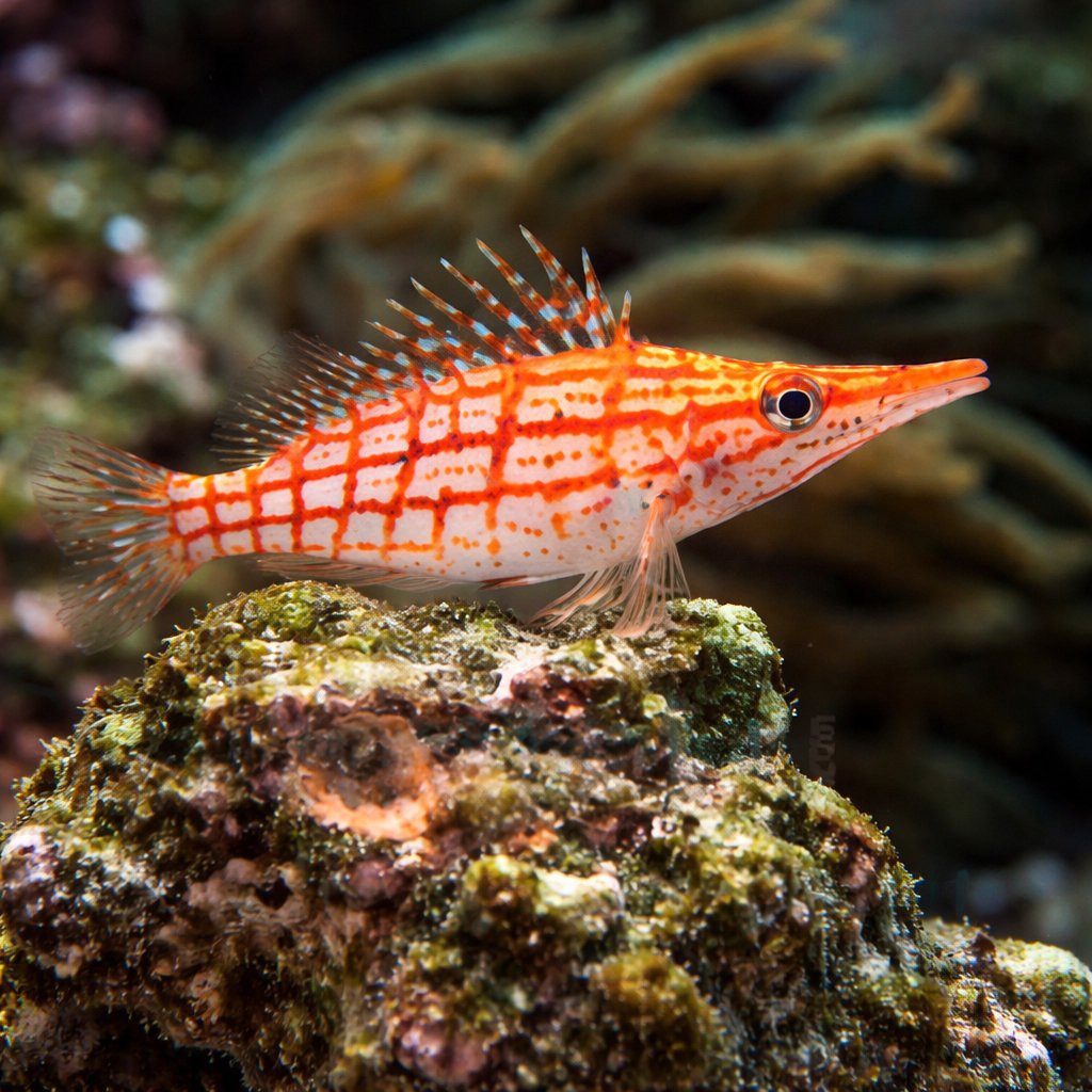 Saltwaterfish.com tweet media