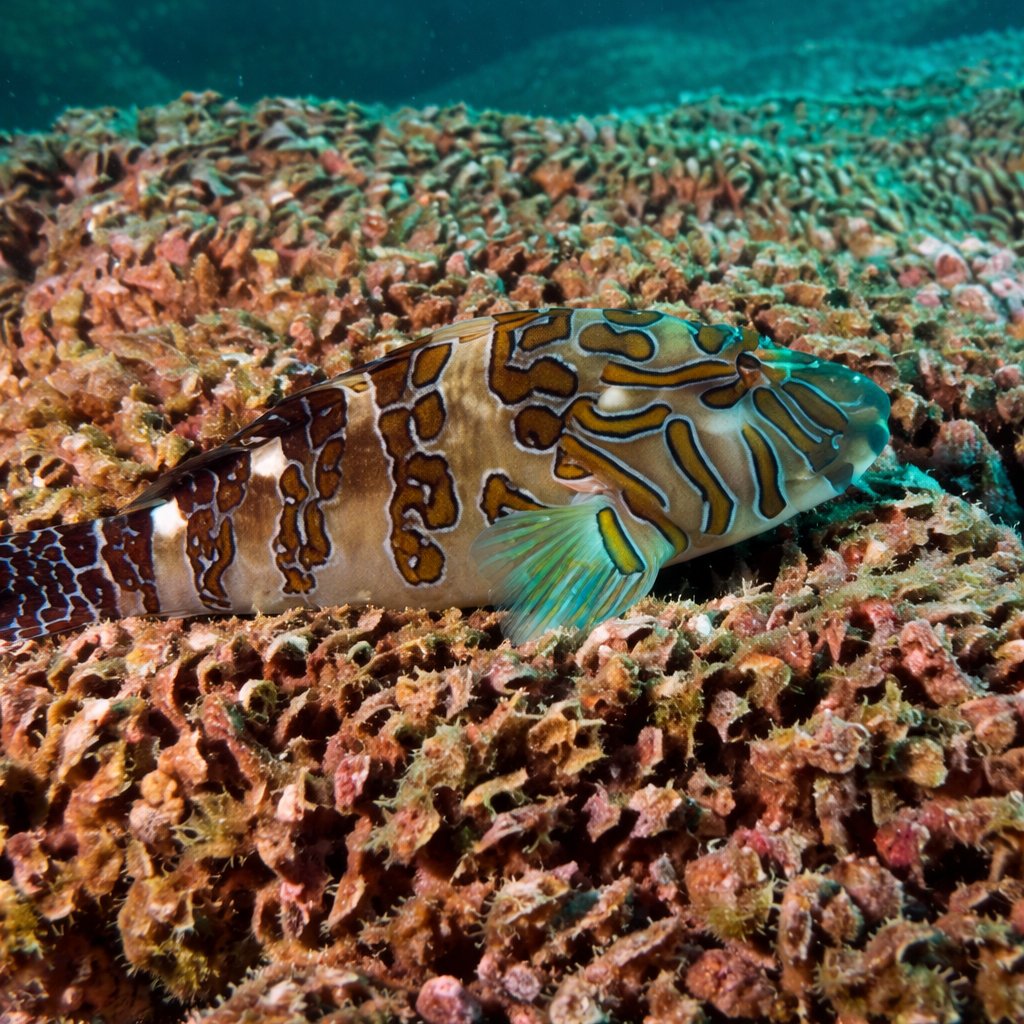 Saltwaterfish.com tweet media