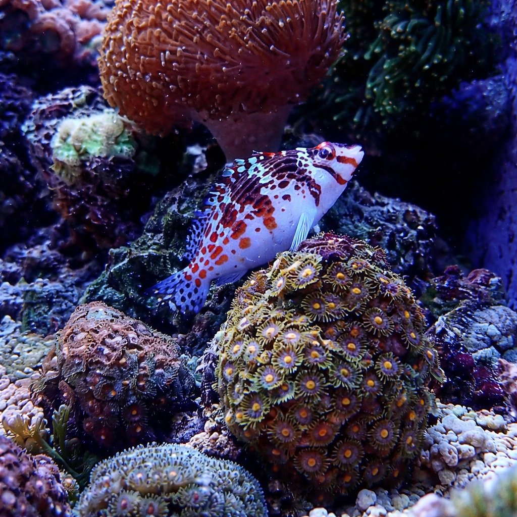 Saltwaterfish.com tweet media