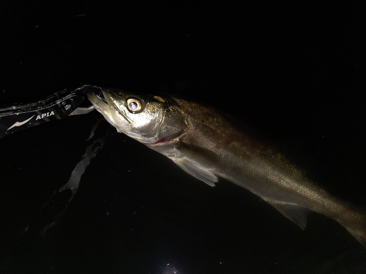 りょう tweet media