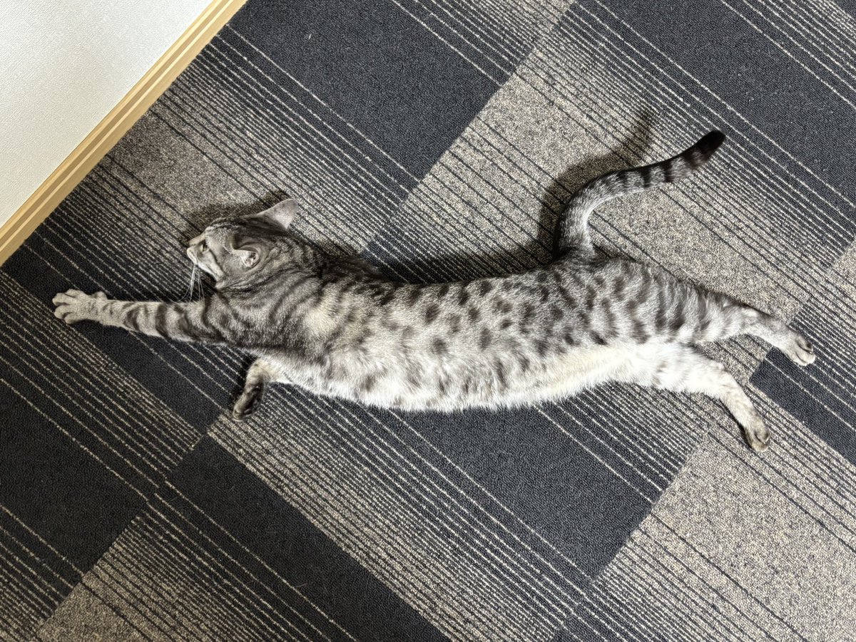 菊千代とmum (@y5_y5_san) / Posts / X