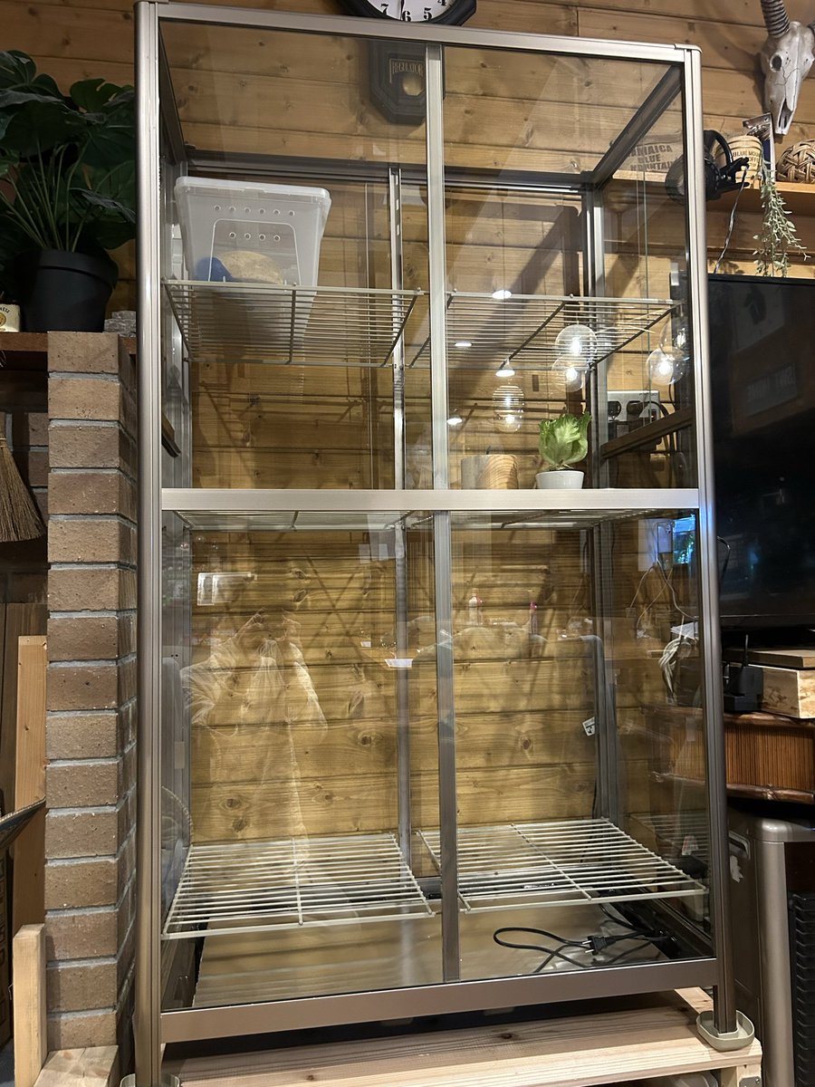 懐かしのピカコーポレーションのガラス温室を手に入れました。
去年はインキュベーターに少し不安が残ったけど、今年はこの温室でうまくいってくれたら…
試行錯誤も含めて、繁殖シーズン楽しんでいきます🔥