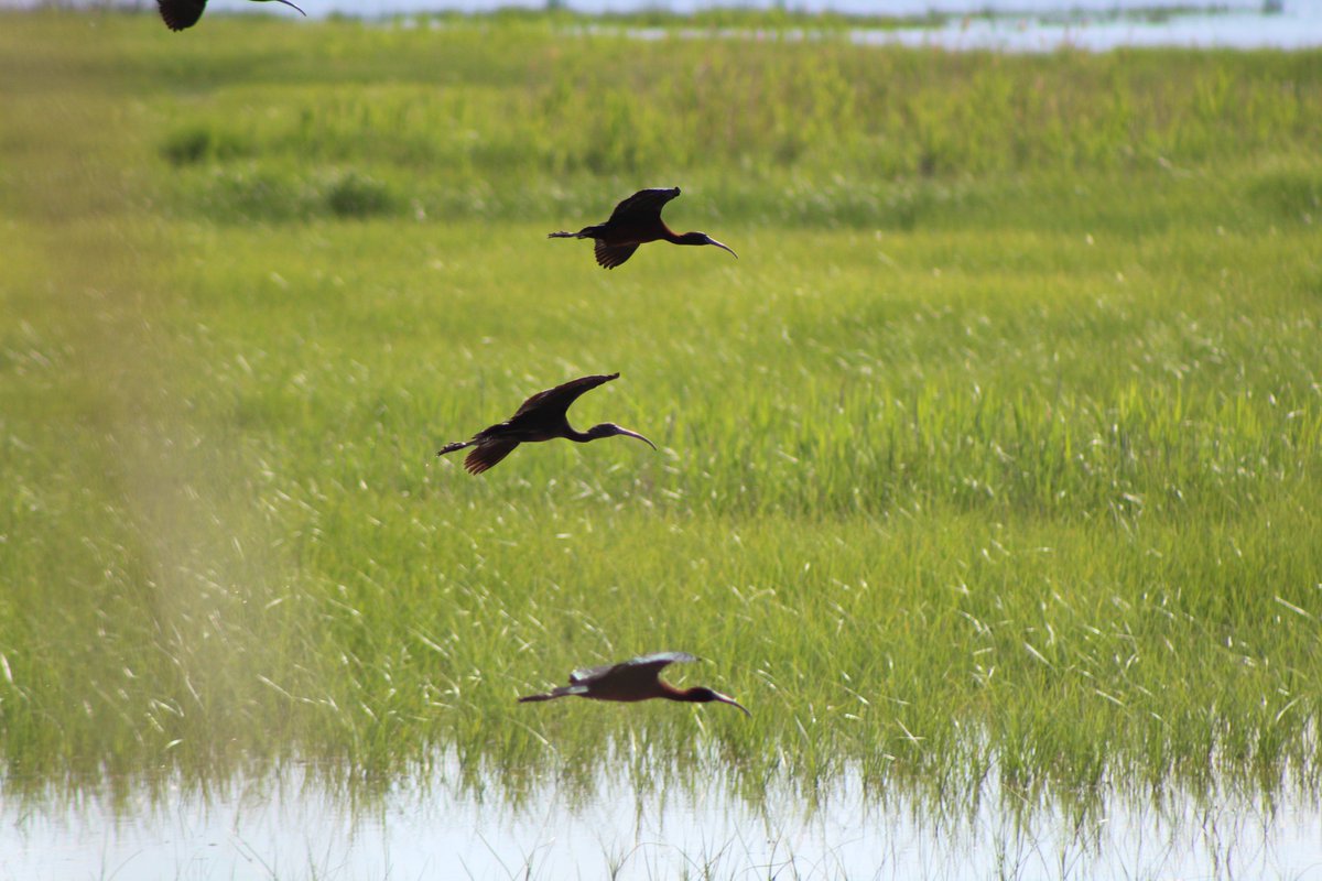 I will never be free like them