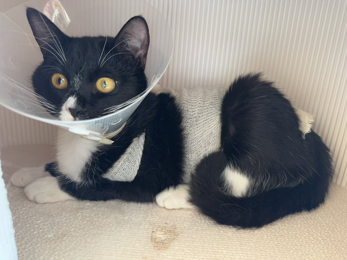 중성화 하고 온 시도 ㅠㅠㅠ 고생햇다애기야 ㅠㅠㅠ 

#동물보호단체라이프 #사지말고입양하세요