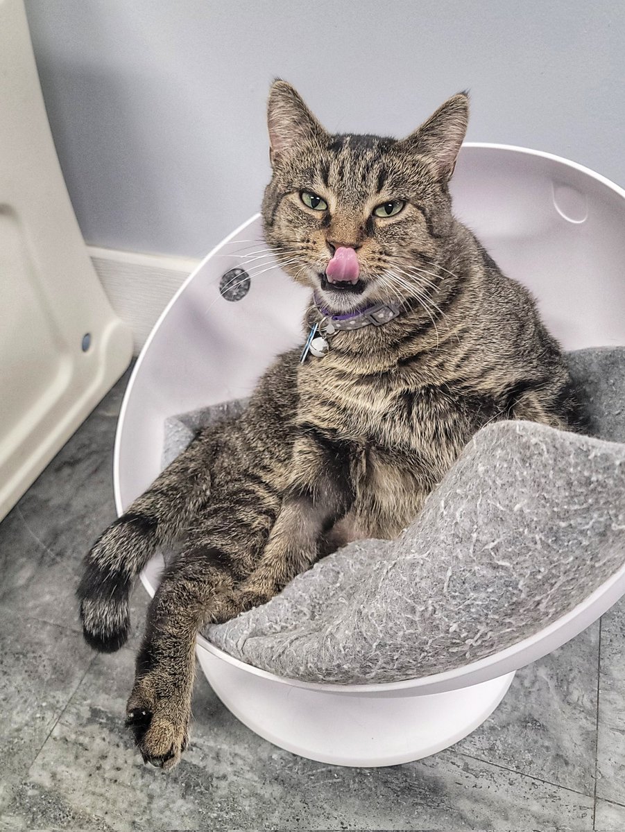 Al G understood the assignment. 

Casually kicked back, giving the camera his best “hey ladies…” look and finishing it off with a little nose lick for extra charm.

We’re not saying Al G knows he’s a snack… but we’re also not not saying it. 🍿