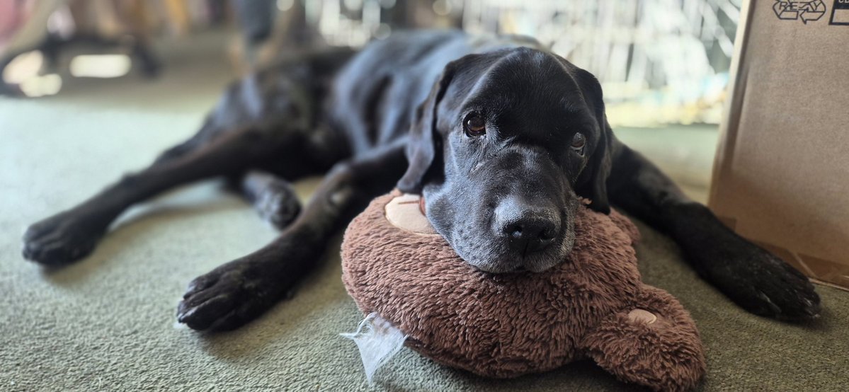 𝗣𝗘𝗗 tweet media