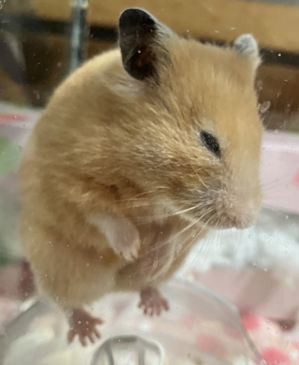 ネズミ🐹 tweet media