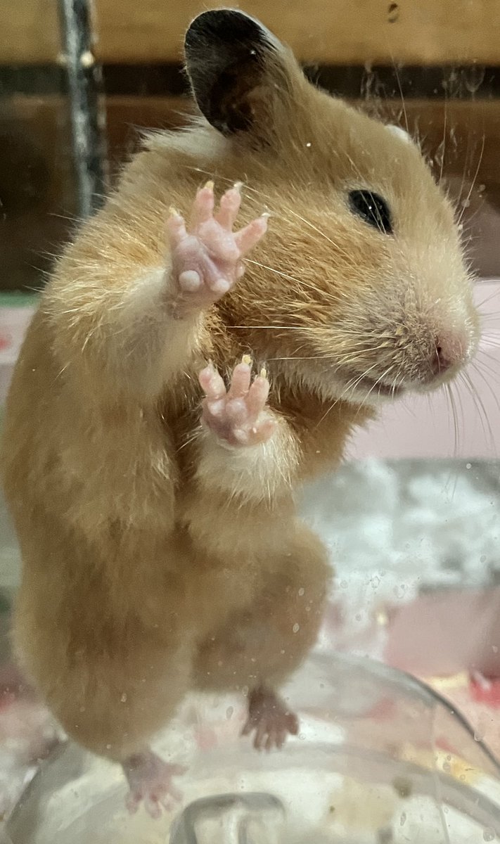 ネズミ🐹 tweet media