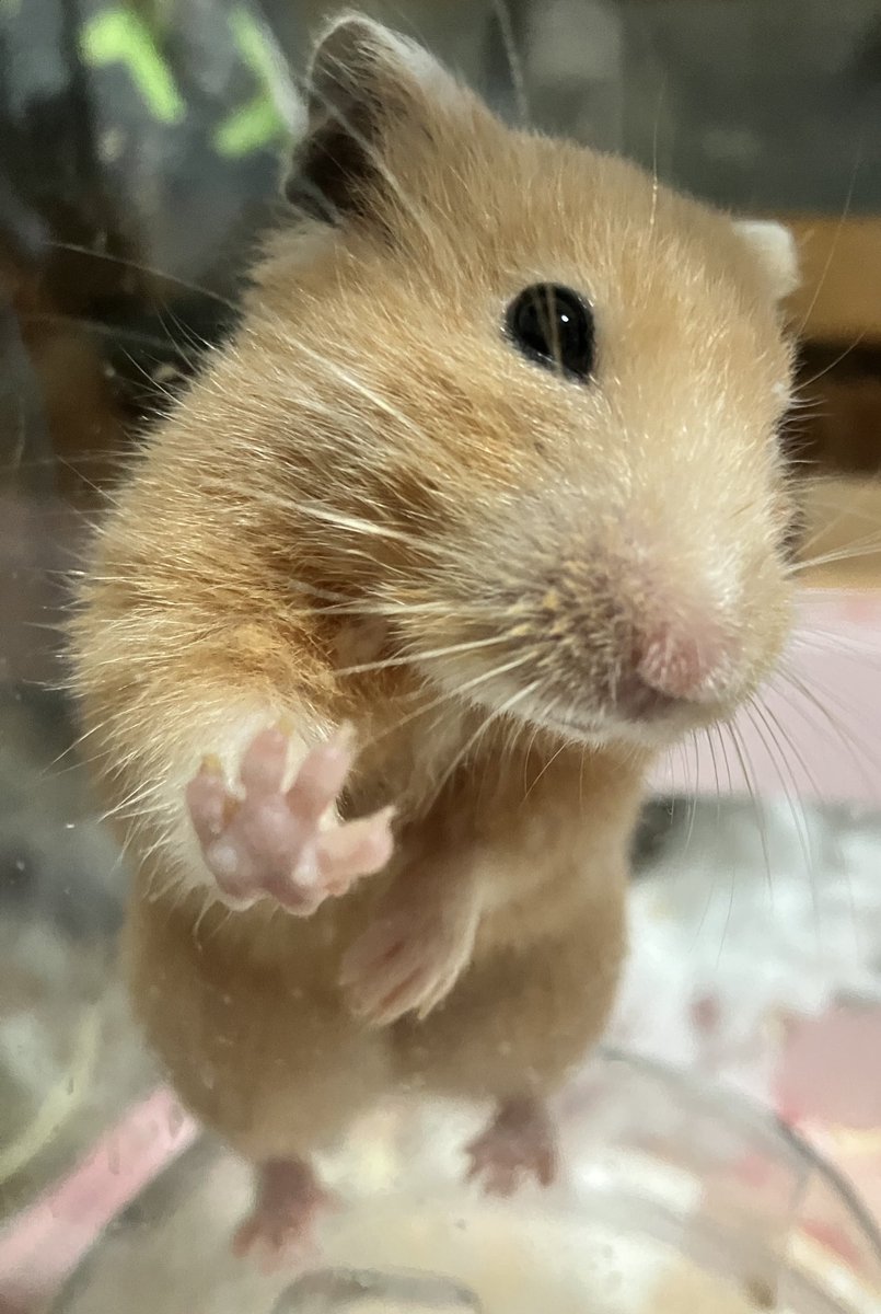 ネズミ🐹 tweet media