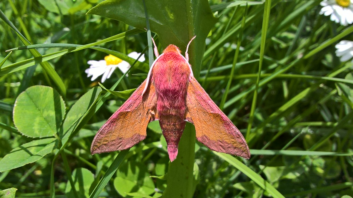 networknnb's tweet photo. 🦋Il progetto #Impollinatori nei @Parchi 🇮🇹 ha definito un protocollo standard per monitorare #lepidotteri notturni. 2023–2024 nei Parchi #Calabria e #Basilicata sono state censite oltre 500 #specie
 articolo Rivista #RETICULA @ISPRA_Press 
👉https://t.co/MWnsyxOmnV 
@CREARicerca https://t.co/0A5BfY9gJv