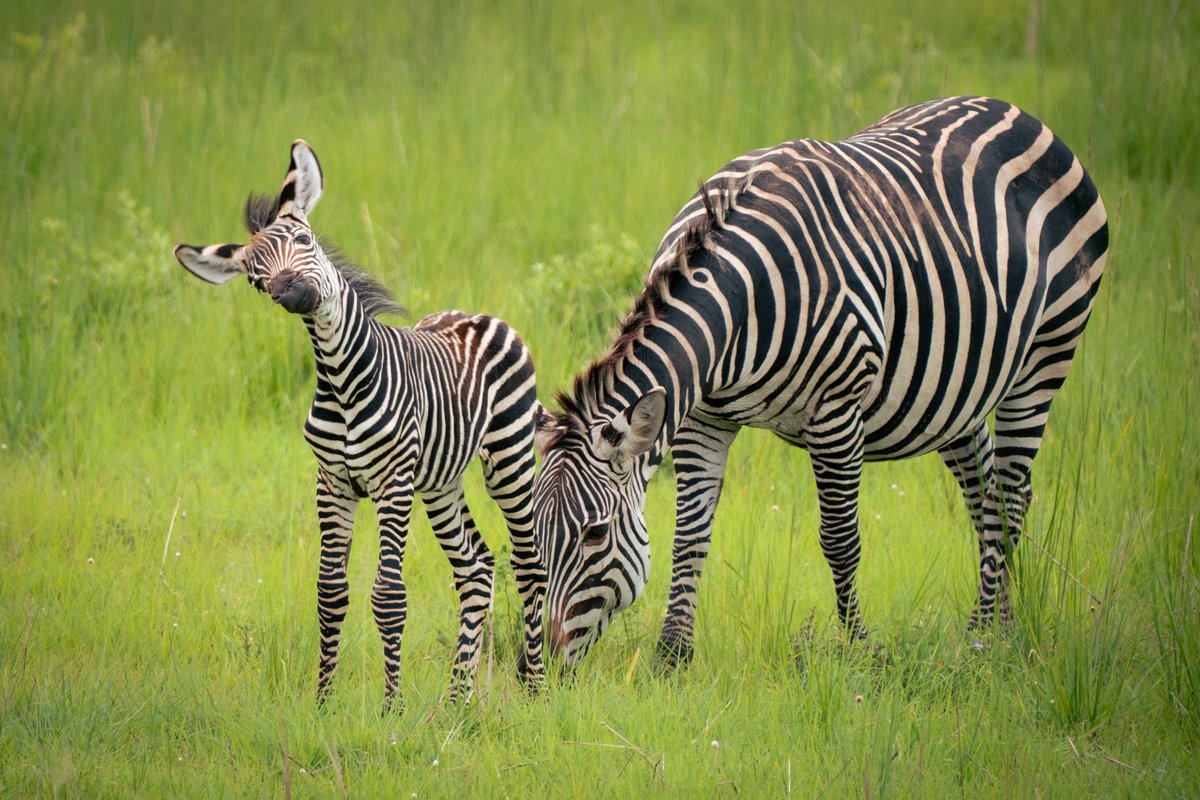 ColdBrewStew's tweet photo. Baby Zebra in Mikumi
#zebra #babyzebra #mikumi #tanzania #fujifilm #fujifeed #fujixseries #safari https://t.co/I6wtFTzvTs