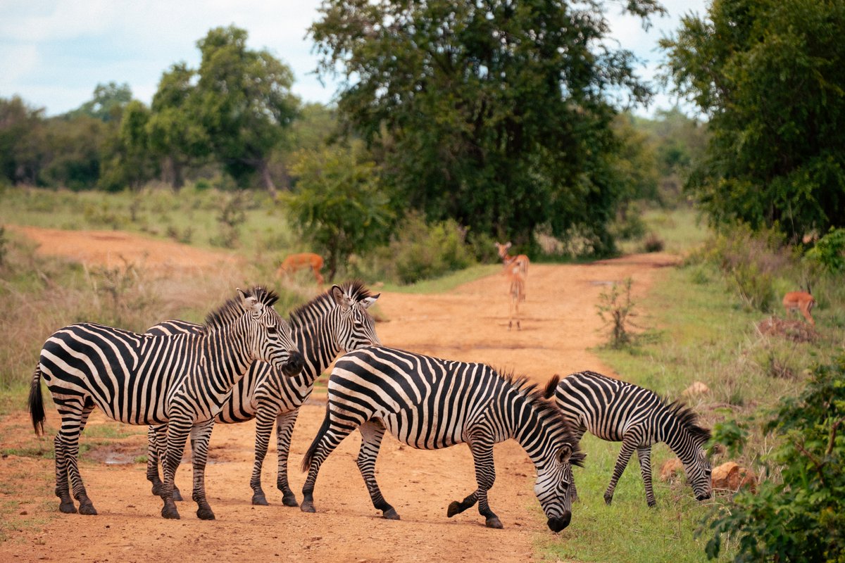 ColdBrewStew's tweet photo. Baby Zebra in Mikumi
#zebra #babyzebra #mikumi #tanzania #fujifilm #fujifeed #fujixseries #safari https://t.co/I6wtFTzvTs
