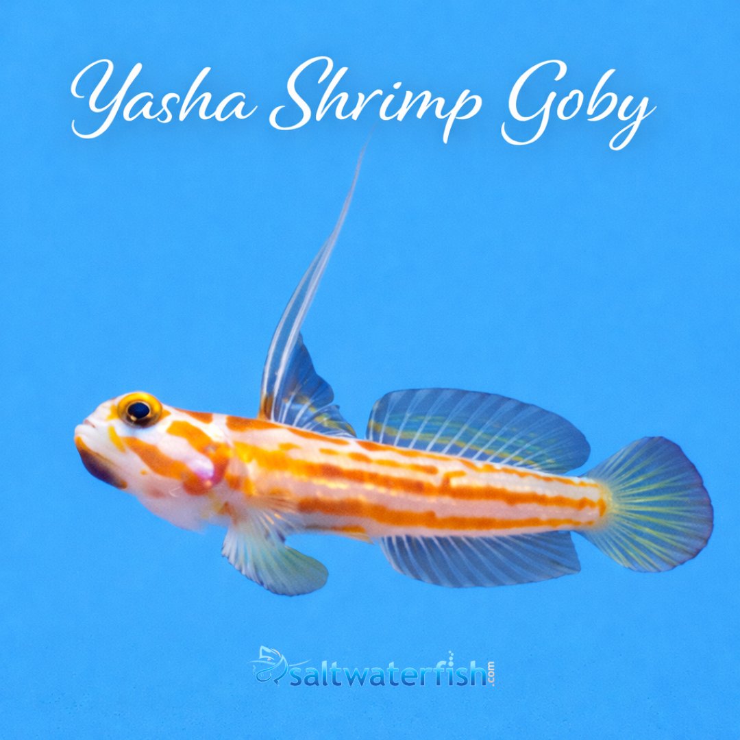 Saltwaterfish.com tweet media