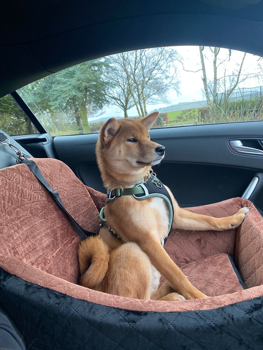 When my wee man gets a new car seat and thinks he is fancy. 

Such a poser like his dad. 

Enzo is getting so big for a 5 month old Shiba Inu. 🥹