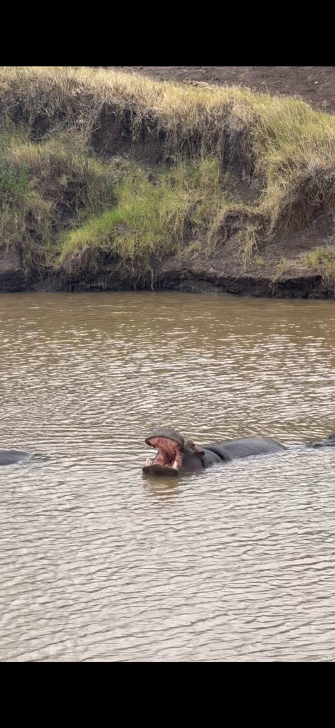 RhodaOnChain's tweet photo. Africa in its element. 🐘🦒🦛📸 https://t.co/BJN2s4t5j7