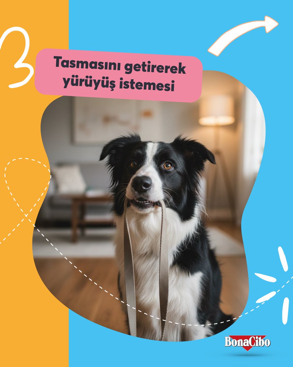 Bonacibo Cat & Dog Food tweet media