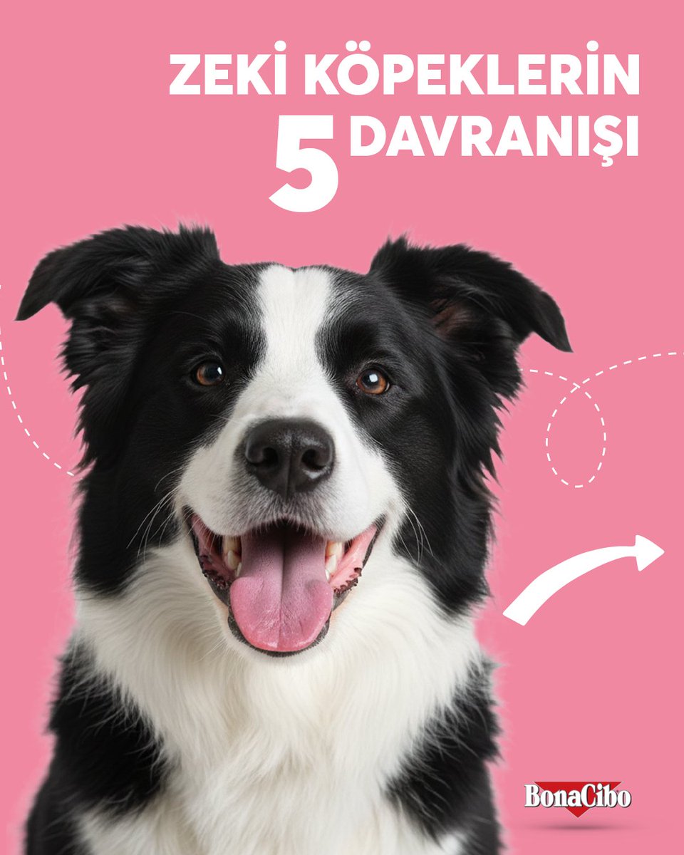 Bonacibo Cat & Dog Food tweet media