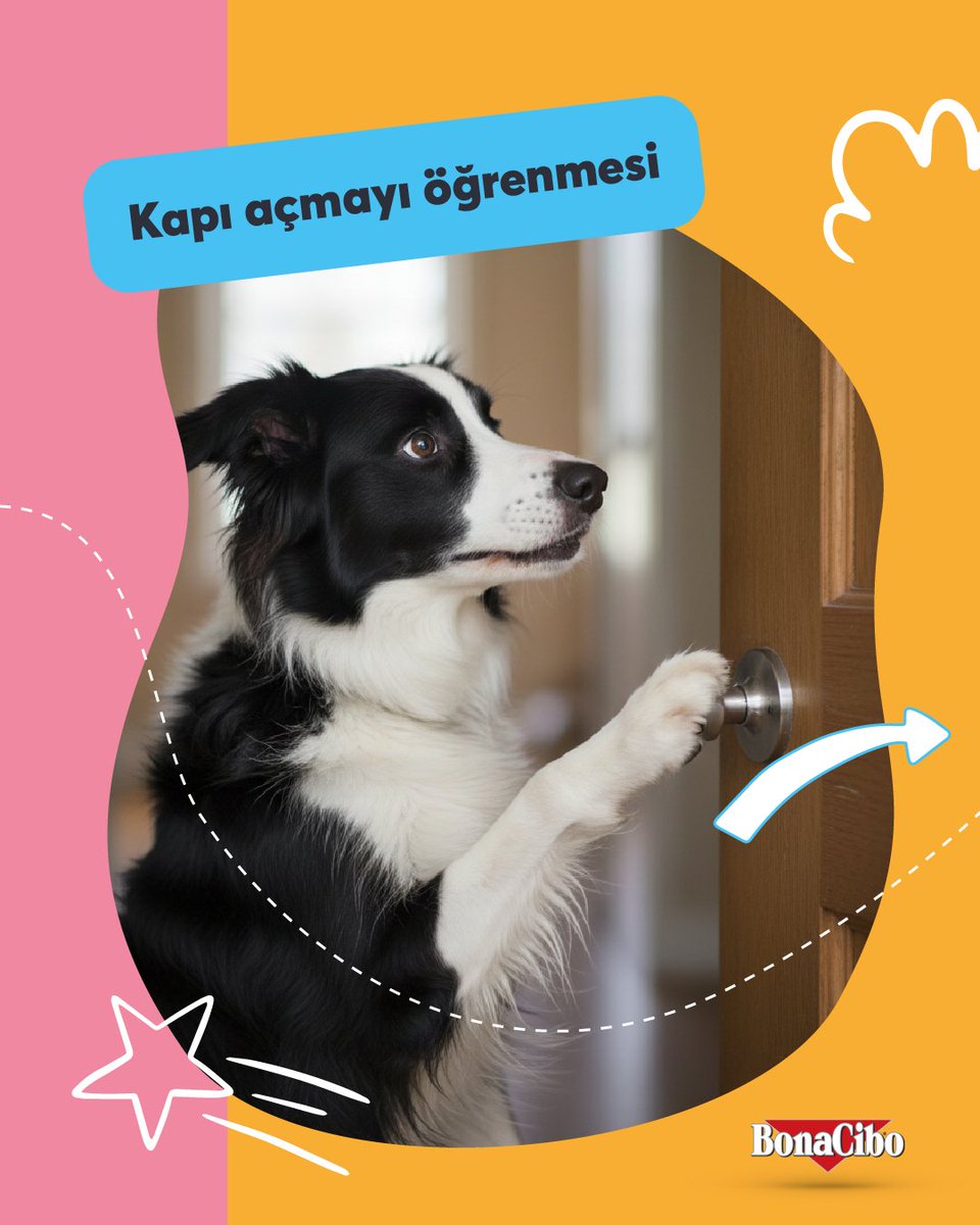 Bonacibo Cat & Dog Food tweet media