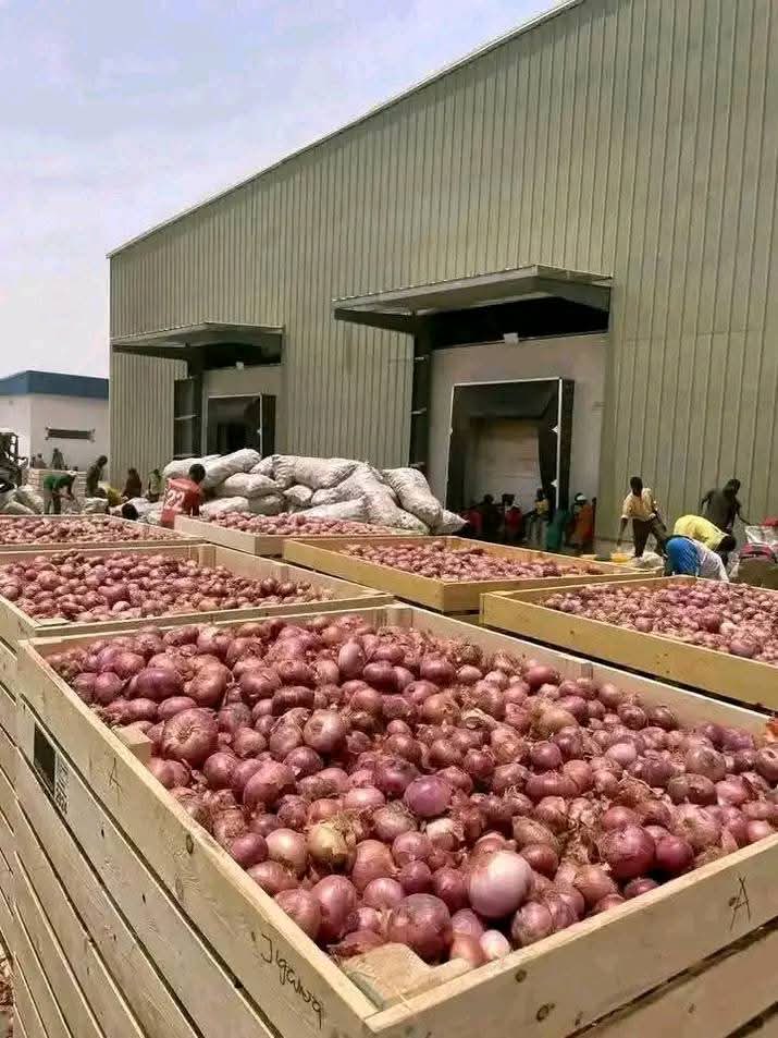 osazenoo's tweet photo. Kano has built an Onion Storage facility to reduce post harvest loses and make Onions relatively available out of season. Highly commendable 👌 https://t.co/w6JWx4dRu3