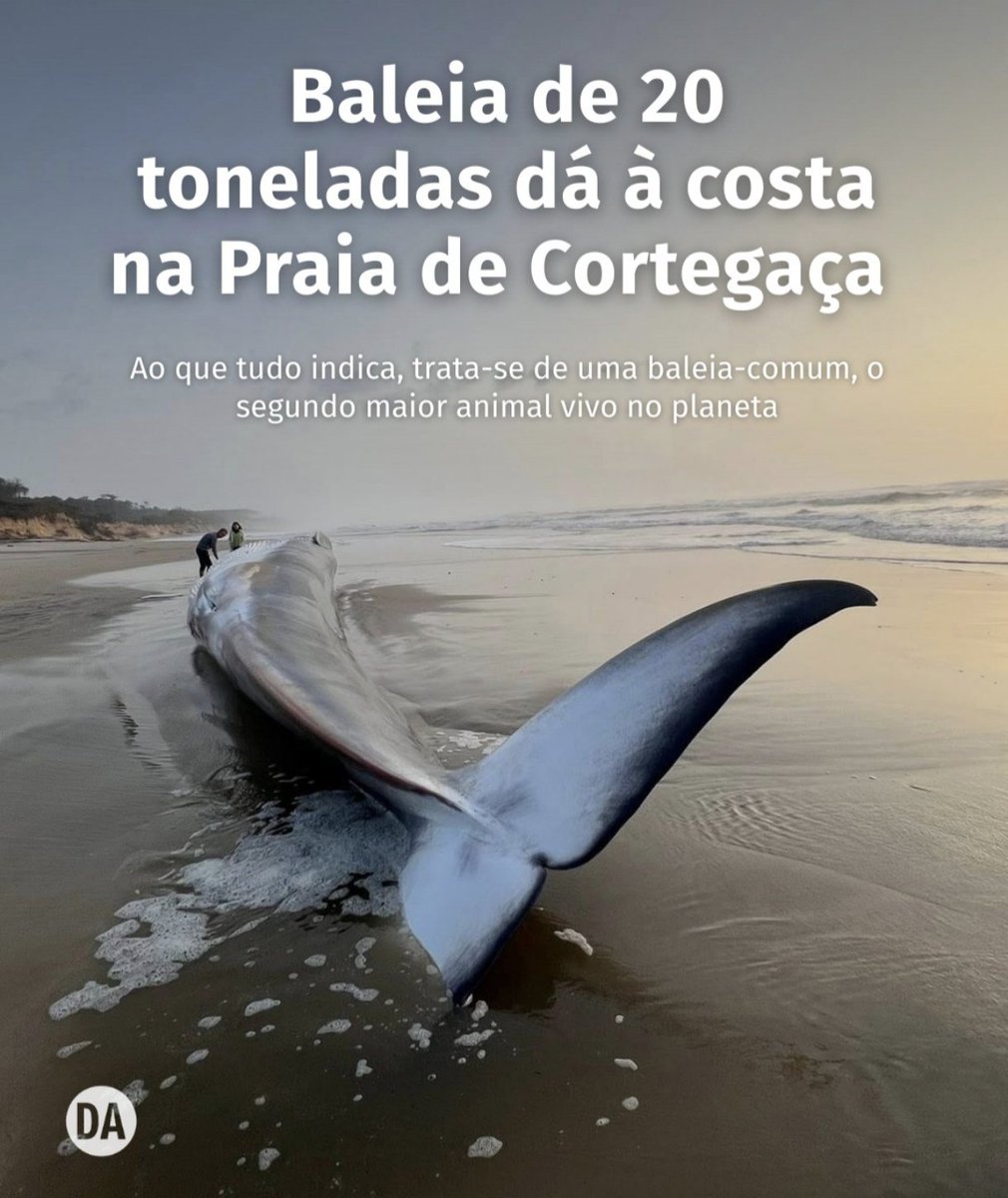 ficámos sem 20m de costa, levamos com baleias, o nosso "conflito" por aqui, é com o mar.