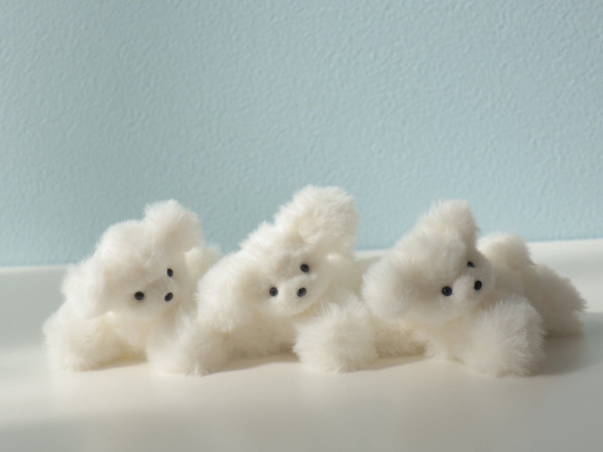 ご予約のほわほわわんこたち🐾 お家に向けて出発しました🤍´-