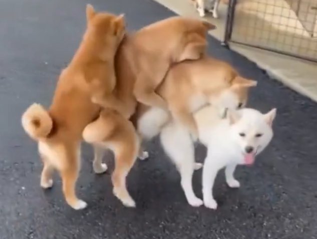 iPeeLSD🇮🇪🐪🦄 tweet media