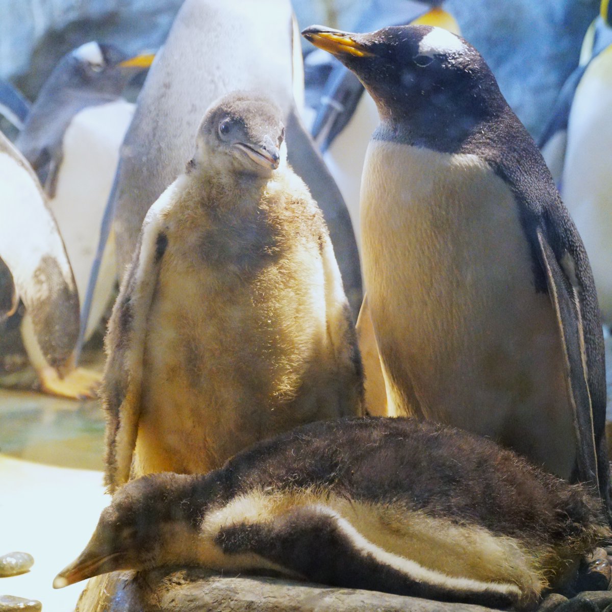 親子🐧 #ジェンツーペンギン #豊橋総合動植物公園 #のんほいパーク