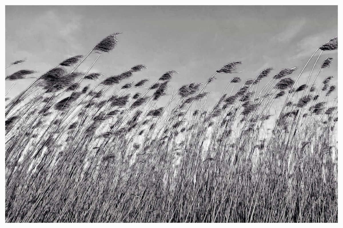 Donald G. Redman tweet media